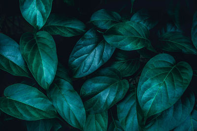 Full frame shot of green leaves