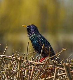 Close-up of bird perching on plant