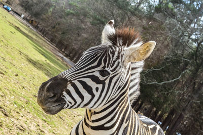 Tilt shot of zebra on field