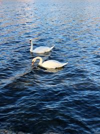 Swan swimming in lake