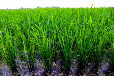 Crops growing on field