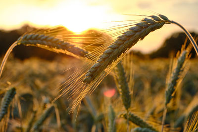 Close-up of wheat growing on field