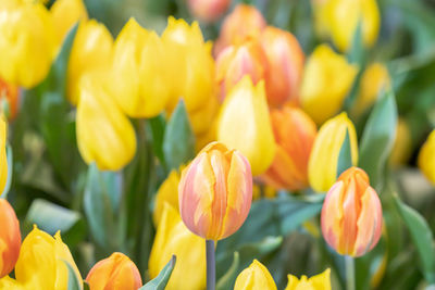 Close-up of yellow tulips