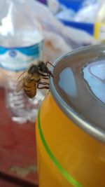 Close-up of bee on drink