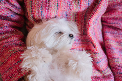 Close-up of a dog on bed