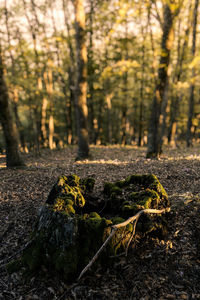 Close-up of tree trunk in forest