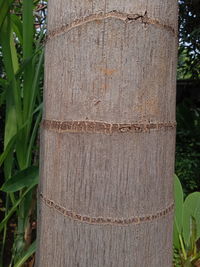 Close-up of wooden post on tree trunk