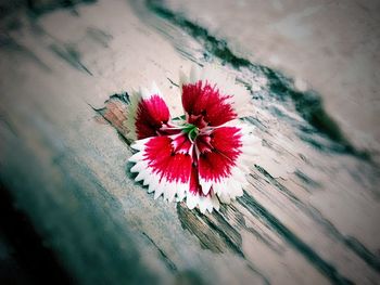 High angle view of flowering plant