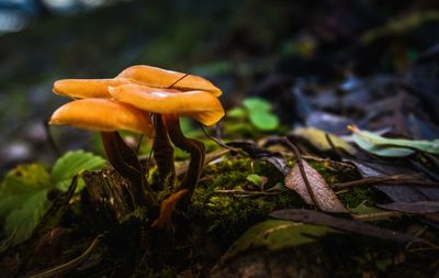 Close-up of mushrooms growing on plant