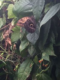 Close-up of butterfly on cactus