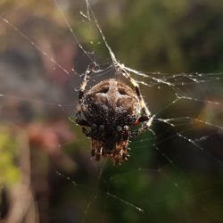 Close-up of spider on web