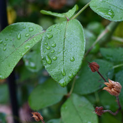 Close-up of raindrops on leaves