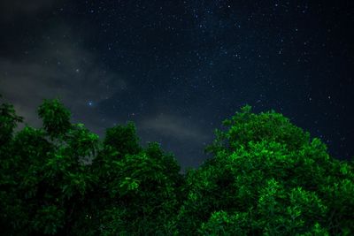 Low angle view of trees against sky at night