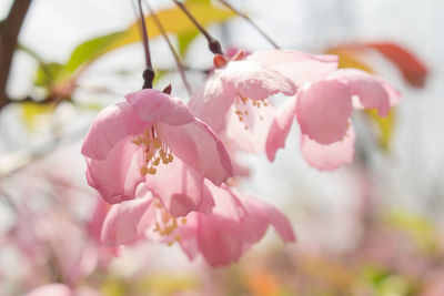 Close-up of pink flowers on tree