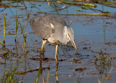 View of a bird in lake