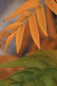 Close-up of leaves