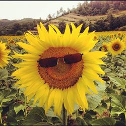 Close-up of sunflower