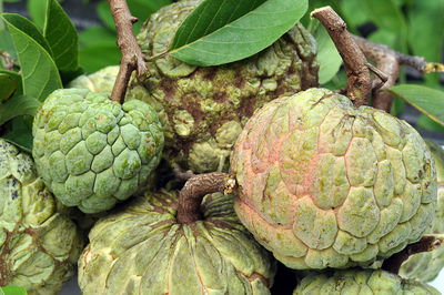 Close-up of fruits growing on plant