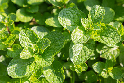 Close-up of raindrops on leaves