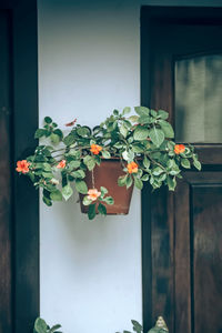 Potted plant on table