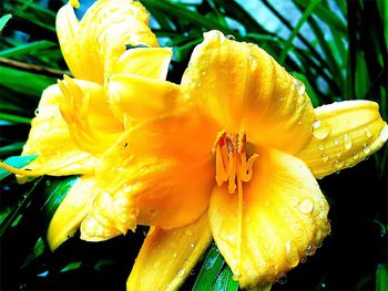 Close-up of wet yellow day lily blooming outdoors