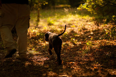 Low angle view of dog walking on footpath