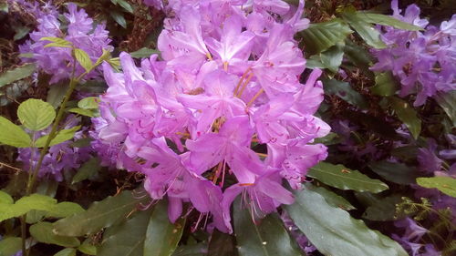 Close-up of pink flowering plant