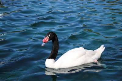 Black necked swan swimming on blue reflecting water. 