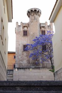 Low angle view of flowering plant by building against sky