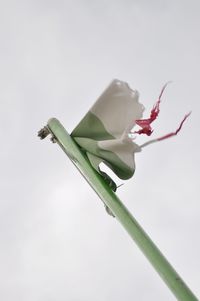 Close-up of flowering plant against white background