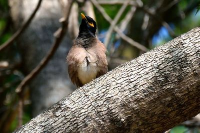 Close-up of bird perching on a tree