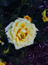 Close-up of yellow rose
