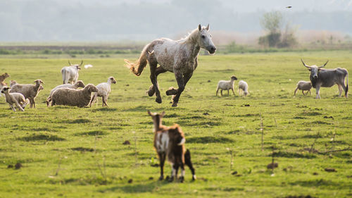 Horses in a field