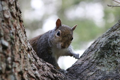 Close-up of squirrel on tree trunk