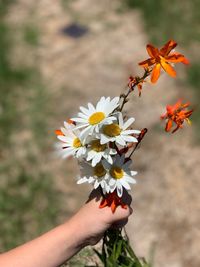 Close-up of hand holding flowering plant