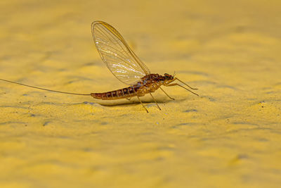 Close-up of insect