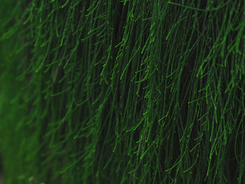 Full frame shot of crops on field