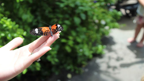 Close-up of butterfly on hand