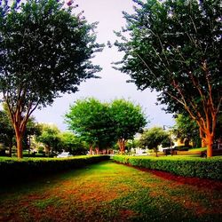 Trees in park