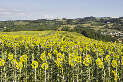 Scenic view of oilseed rape field against sky