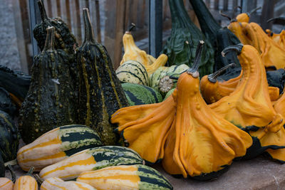 Close-up of squashes on retaining wall at tyntesfield