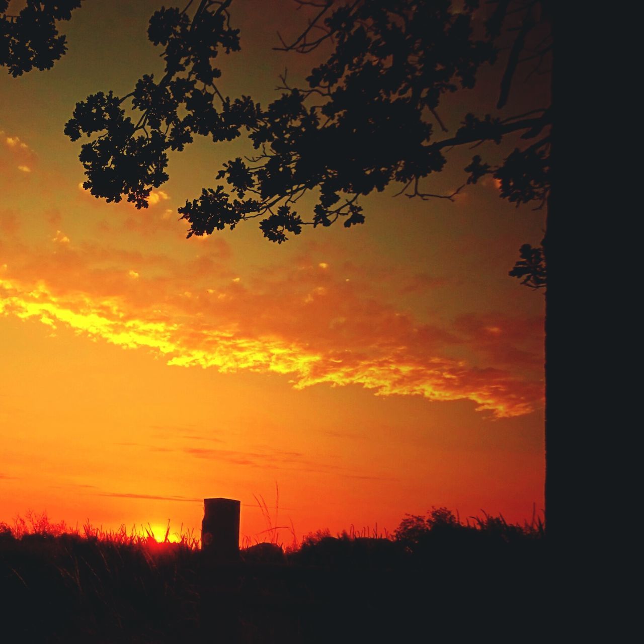 SILHOUETTE TREES AGAINST DRAMATIC SKY