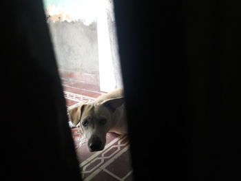 Portrait of dog relaxing at home