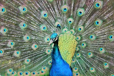 Close-up portrait of peacock