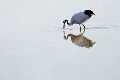 Bird in a lake