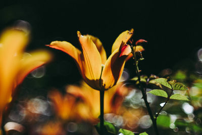 Close-up of day lily blooming at night