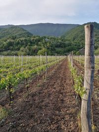 Scenic view of vineyard against sky