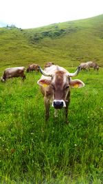 Cows grazing on field