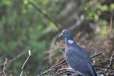 Close-up of bird perching on branch