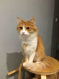 Portrait of cat sitting on chair